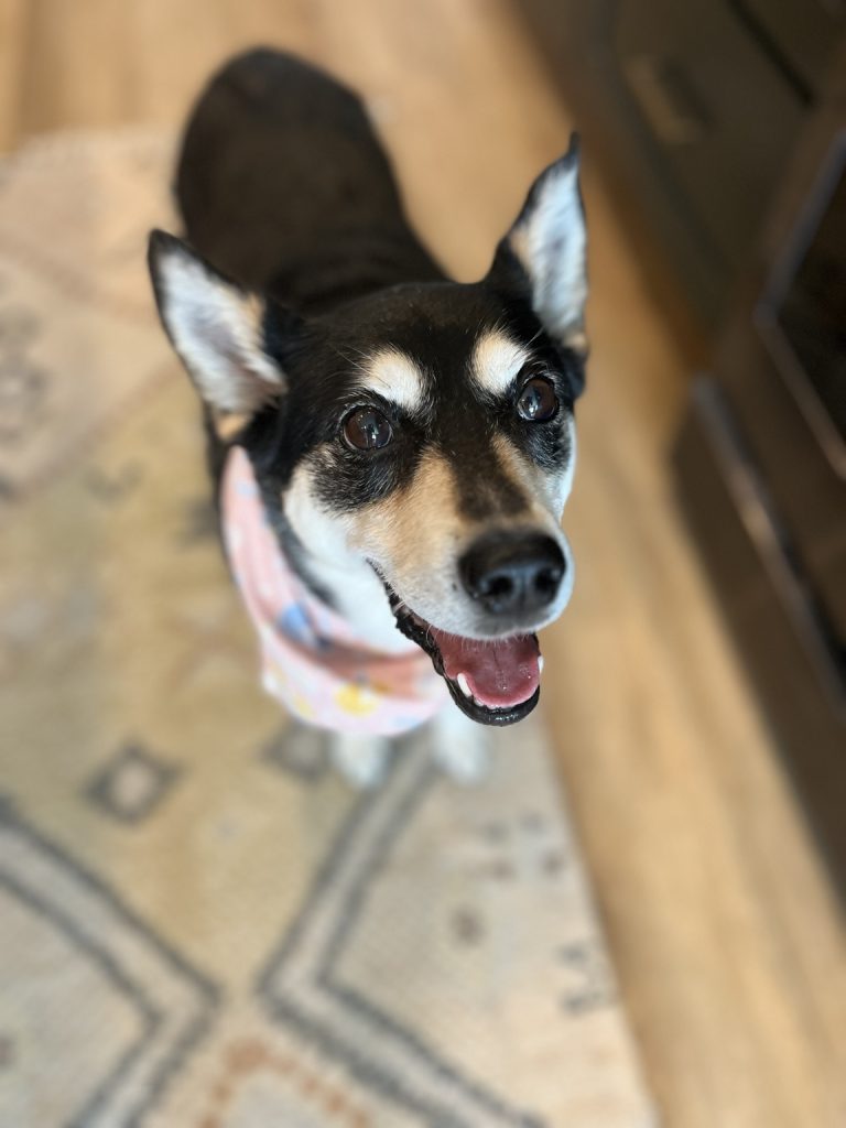 Marley, the dog who inspired the Guadalupe Provisions wolf logo